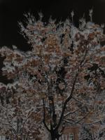 Fall_Tree_web_tn.jpg
