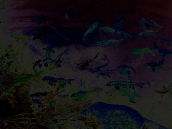Tropical_Fish_in_Utah_web.jpg